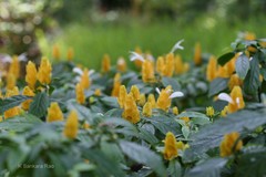 Pachystachys lutea